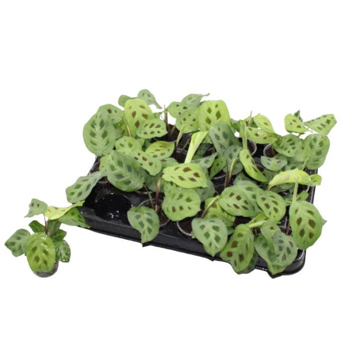 Maranta leuc. Kerchoveana