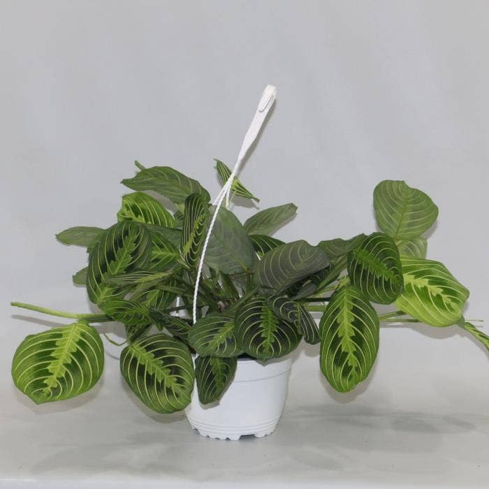 Maranta leuc. Lemon Lime