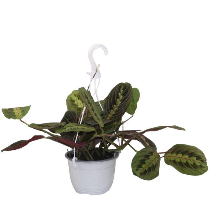 Maranta leuconeura 'Fascinator' in hanging pot