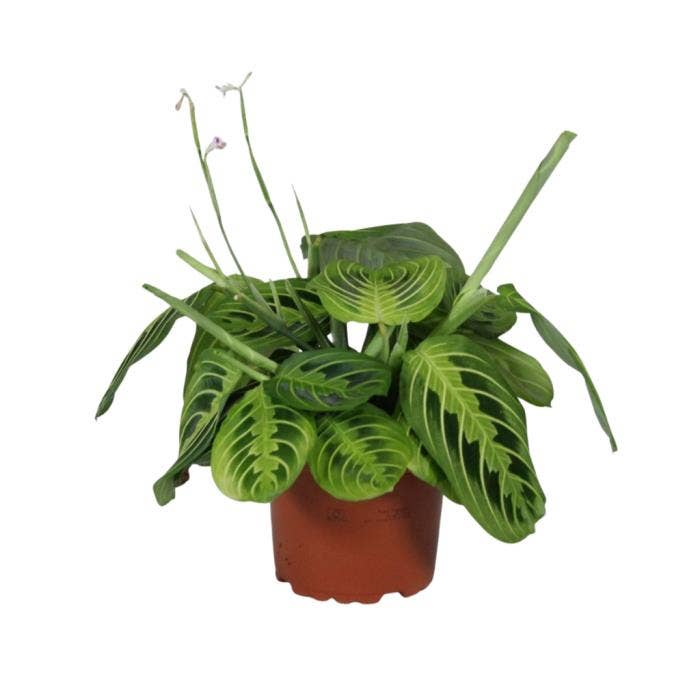 Maranta leuconeura Fascinator Lemon Lime