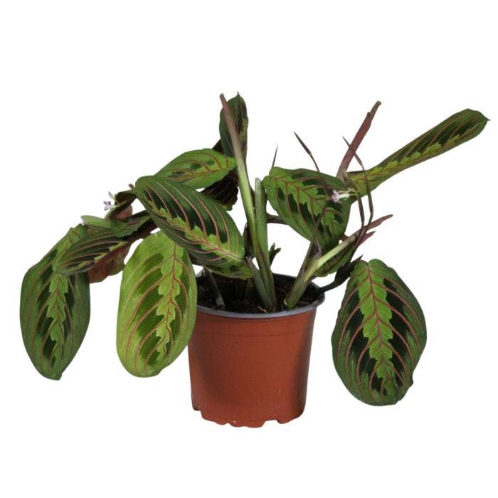 Maranta leuconeura 'Fascinator' tricolor