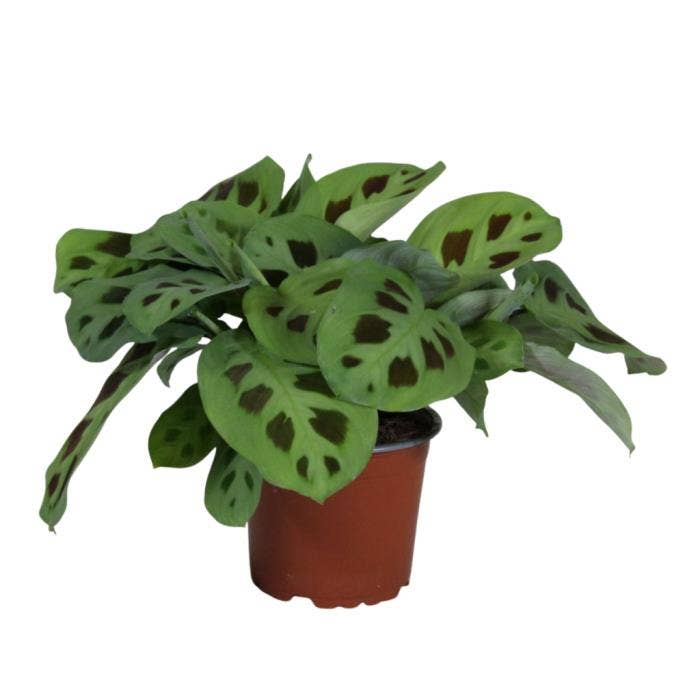 Maranta leuconeura 'Kerchoveana'