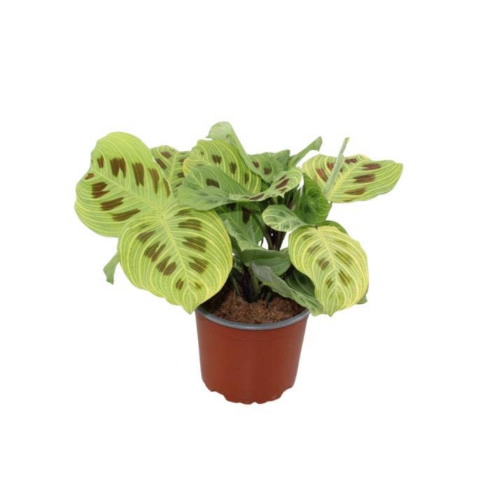 Maranta leuconeura 'light veins'