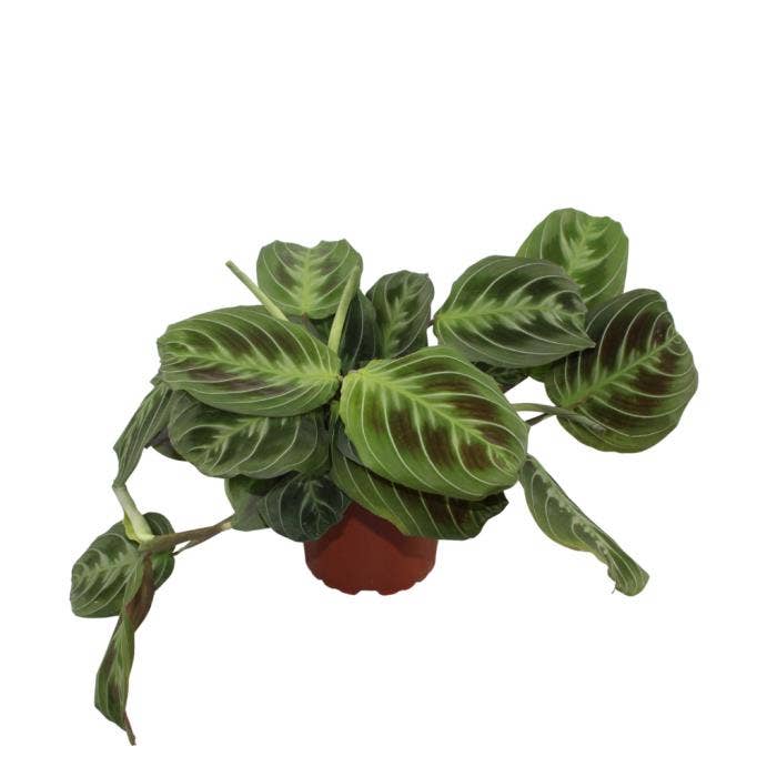 Maranta leuconeura 'Shadow'
