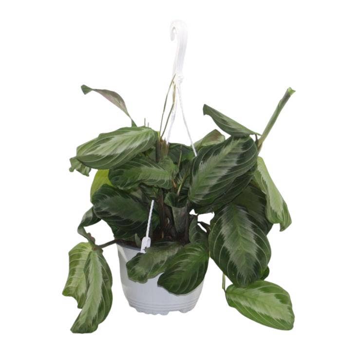 Maranta leuconeura Silverband in hanging pot