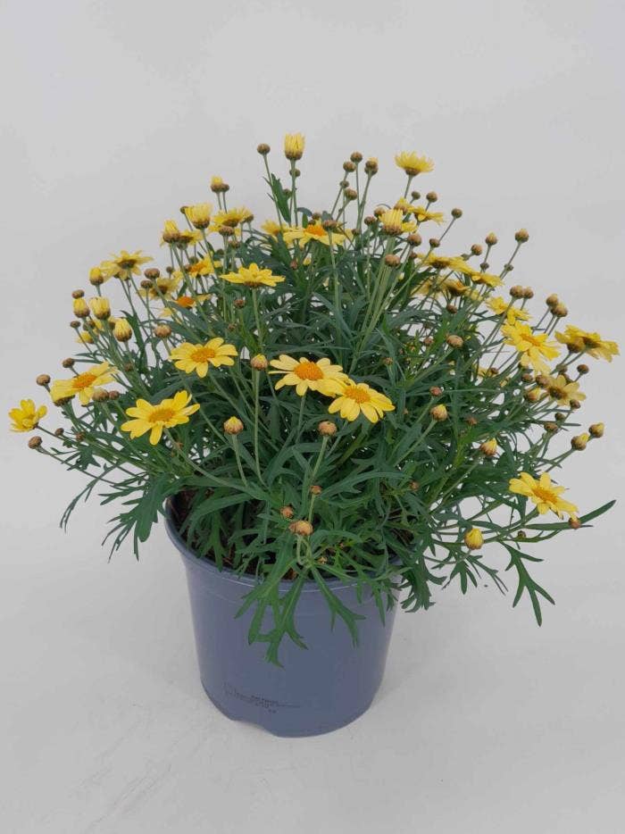 Marguerite Yellow