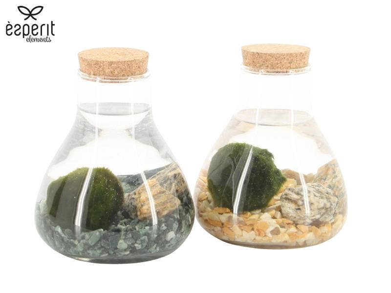Marimo arrangement (90526)