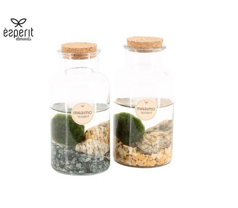 Marimo arrangement (90530)