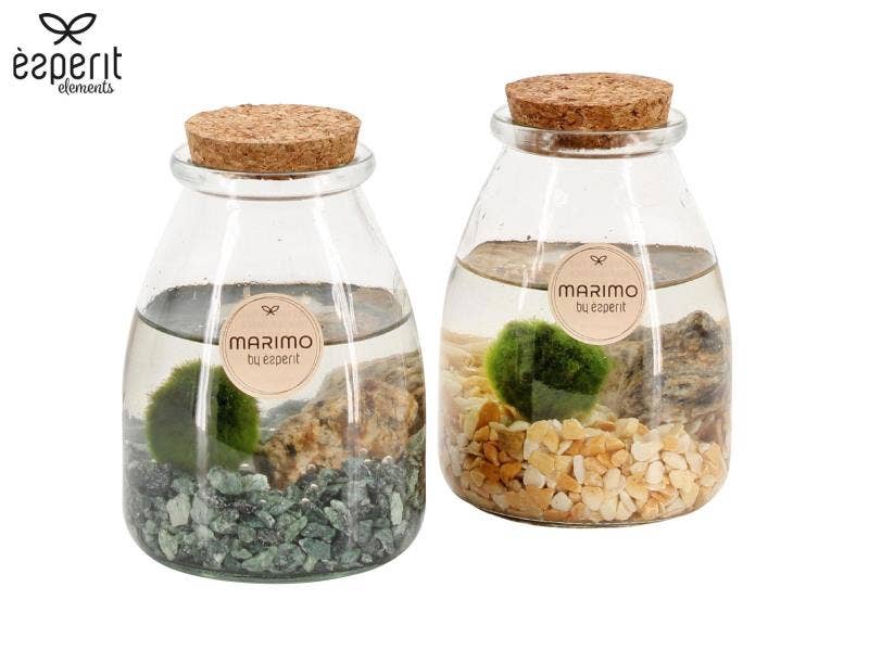 Marimo arrangement (90532)