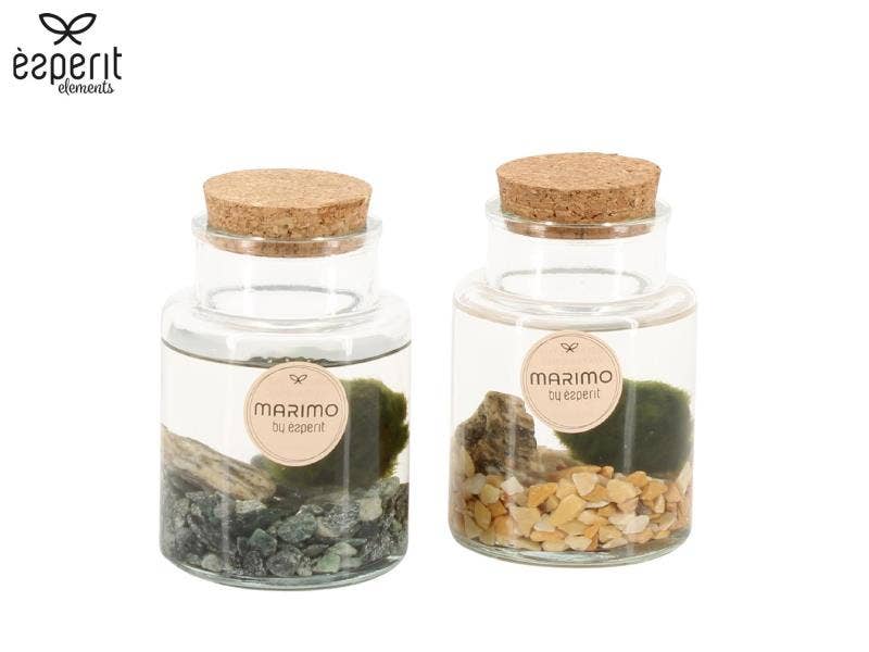 Marimo arrangement (90544)