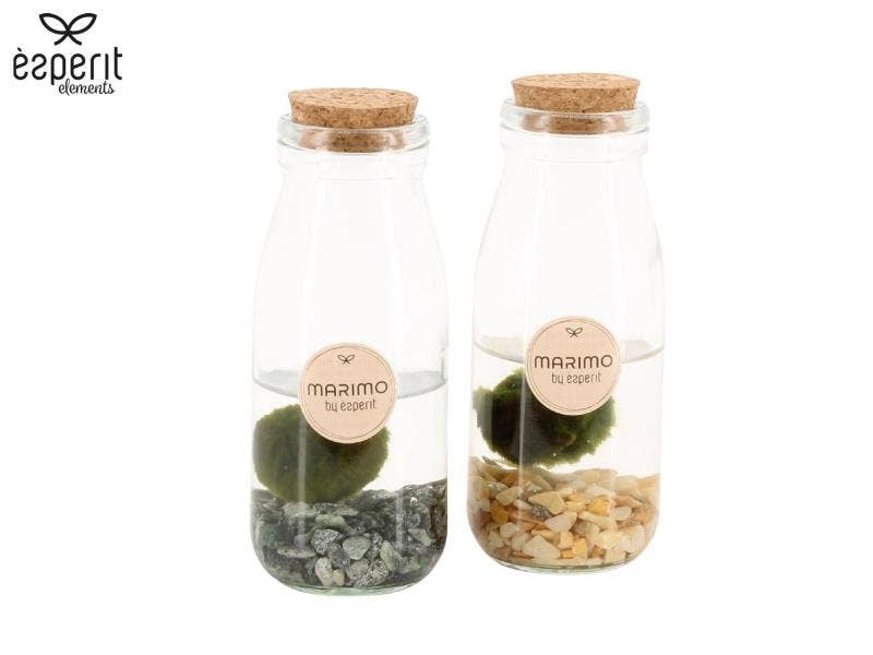 Marimo arrangement (90545)