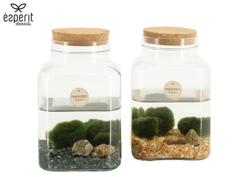 Marimo arrangement (90562)