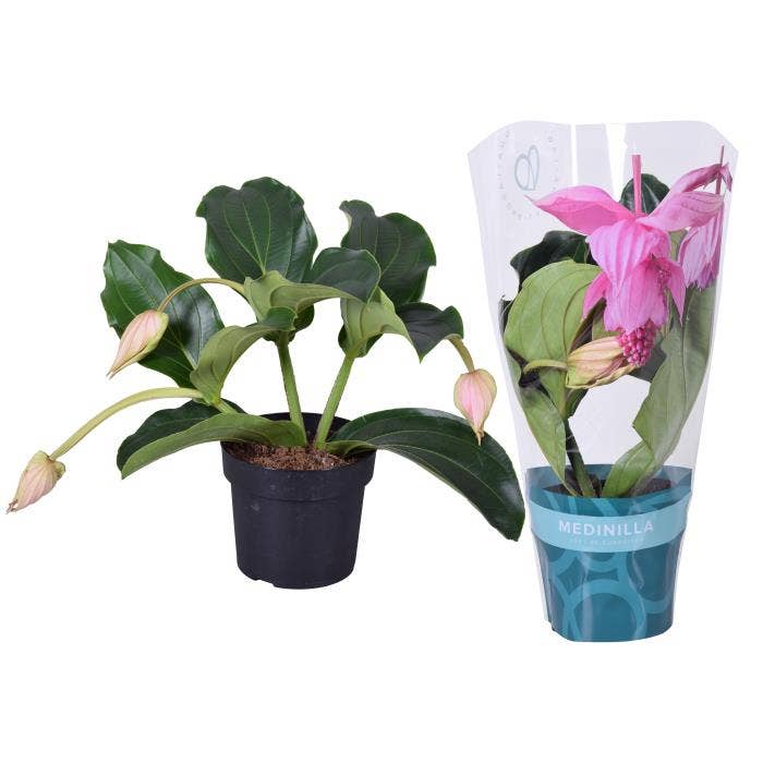 Medinilla magn. Pinatubo