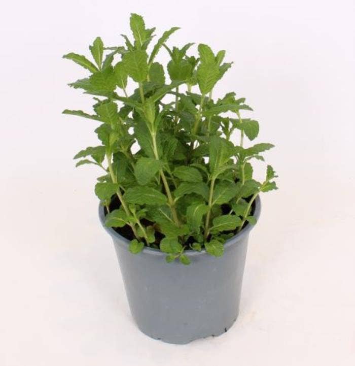 Mentha spi. 'Morocco'