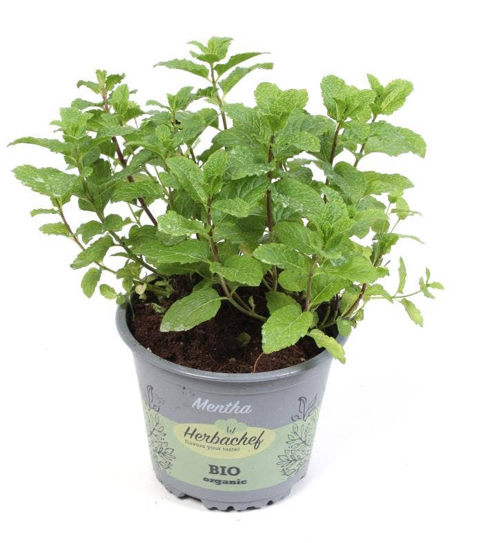 Mentha spi. 'Peppermint'