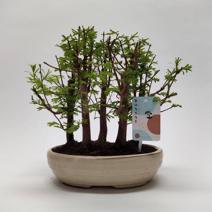 Metasequoia Forest in Oval