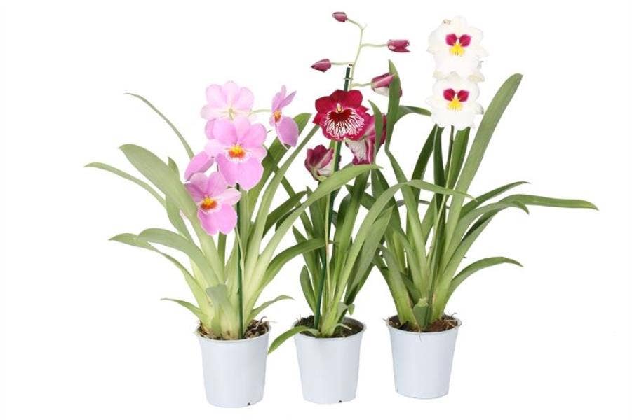 Miltonia 