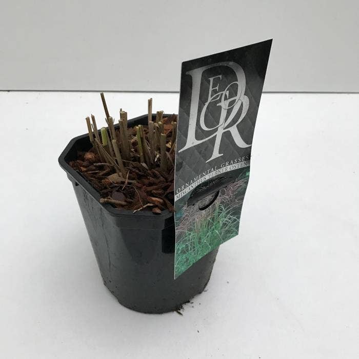 Miscanthus 'Ferner Osten'