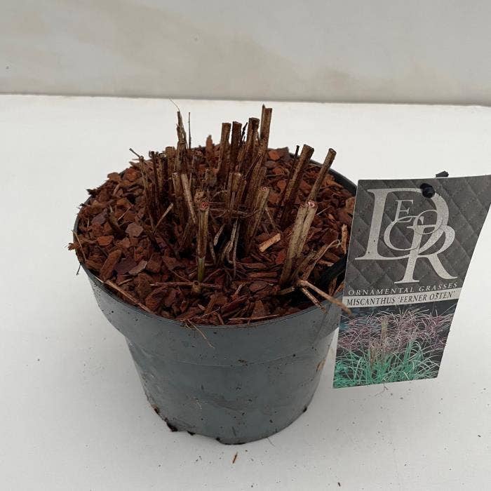 Miscanthus 'Ferner Osten'