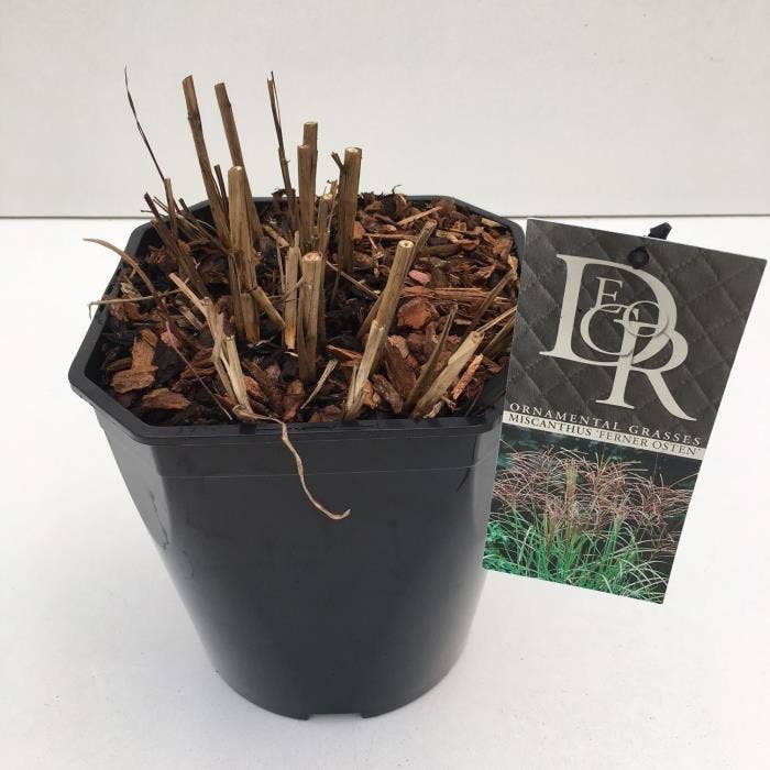 Miscanthus 'Ferner Osten'