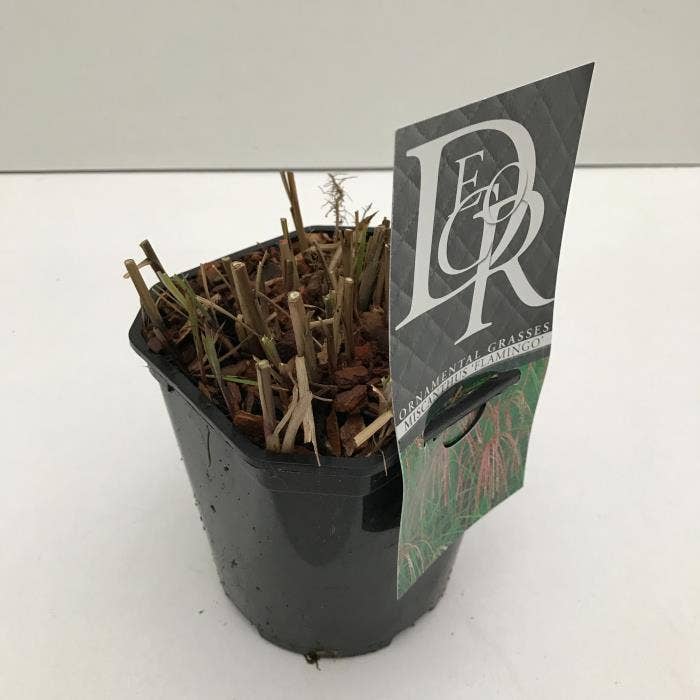 Miscanthus 'Flamingo'