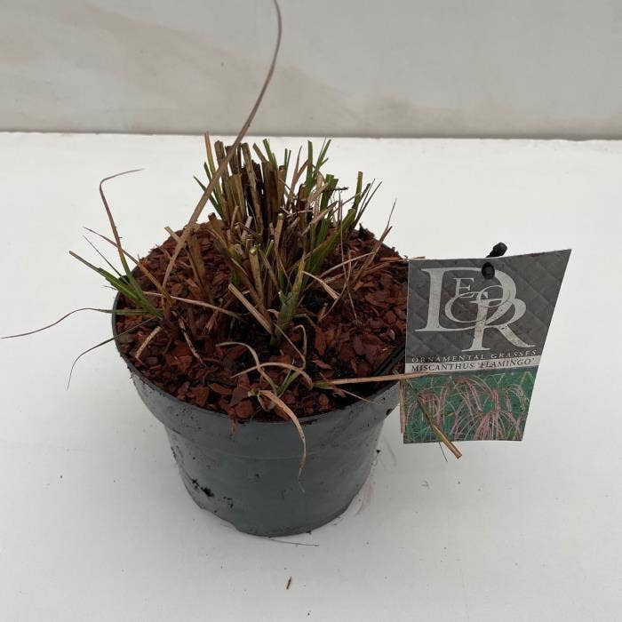Miscanthus 'Flamingo'