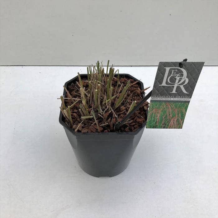 Miscanthus 'Flamingo'