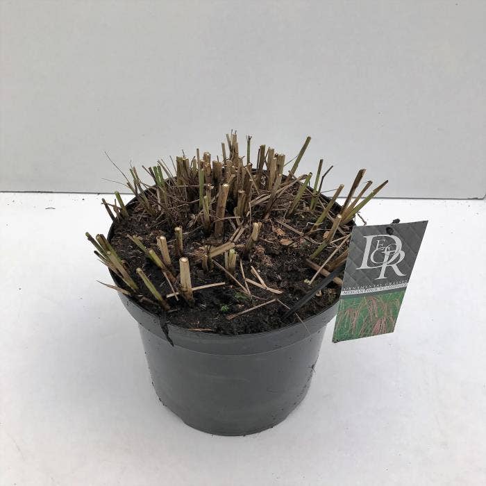 Miscanthus 'Flamingo'