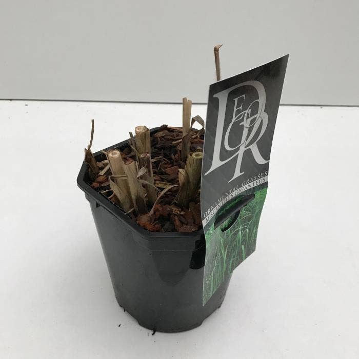 Miscanthus 'Giganteus'