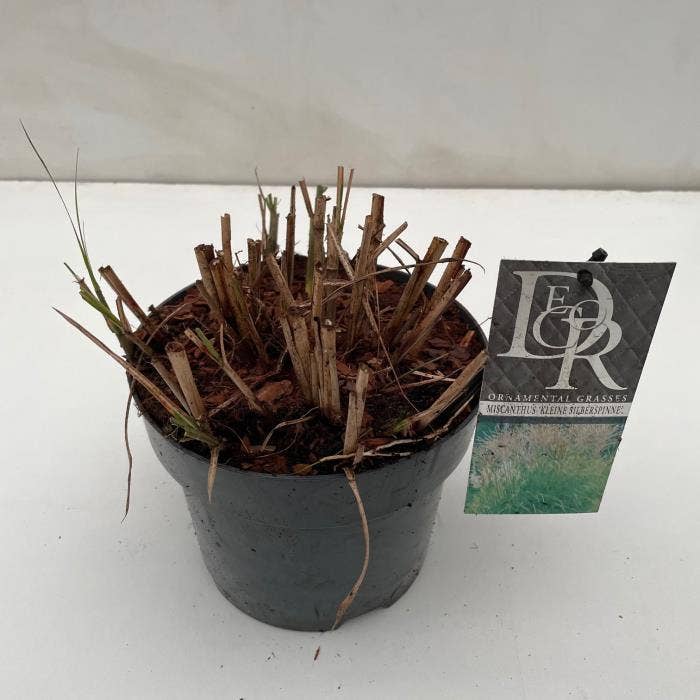 Miscanthus 'Kleine Silberspinne'