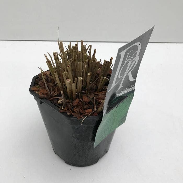 Miscanthus 'Morning Light'