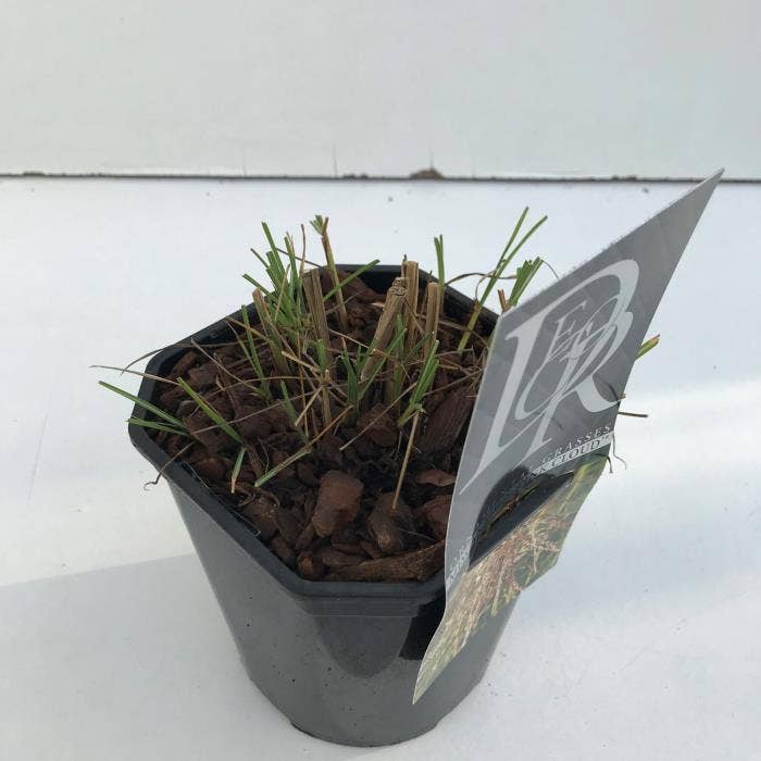 Miscanthus 'Pink Cloud'