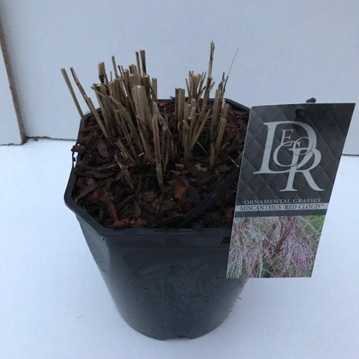 Miscanthus 'Red Cloud'