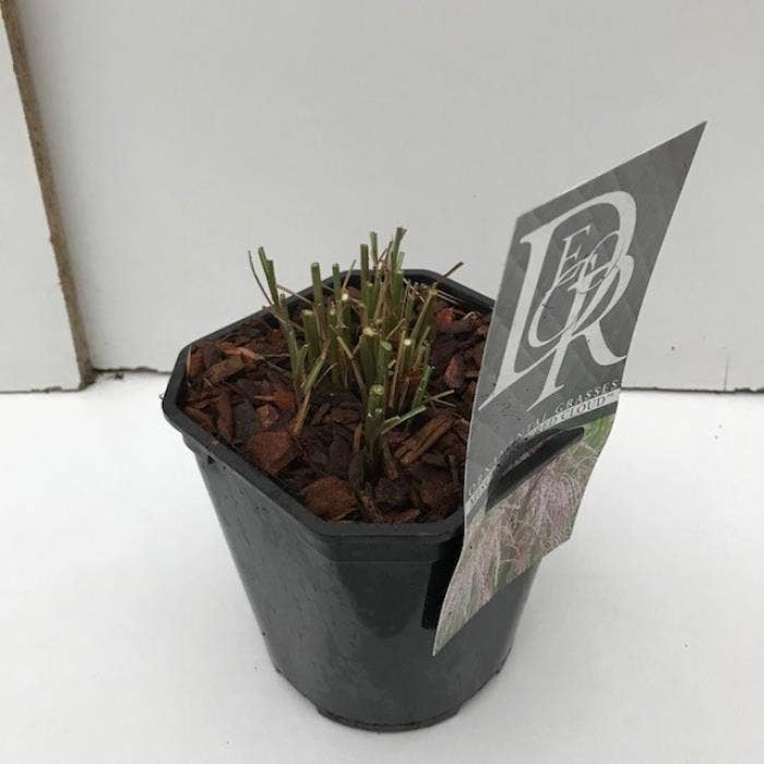 Miscanthus 'Red Cloud'