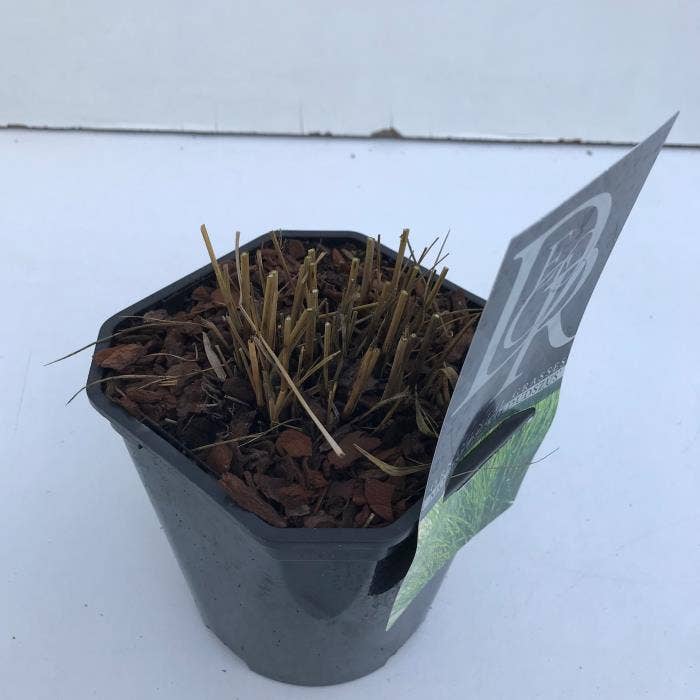 Molinia 'Edith Dudszus'