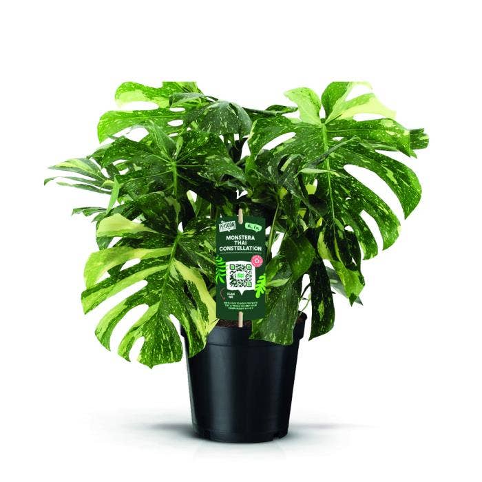 Monstera del. Thai Constellation