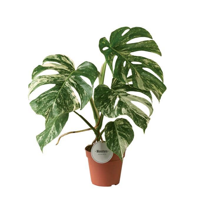 Monstera del. Variegata