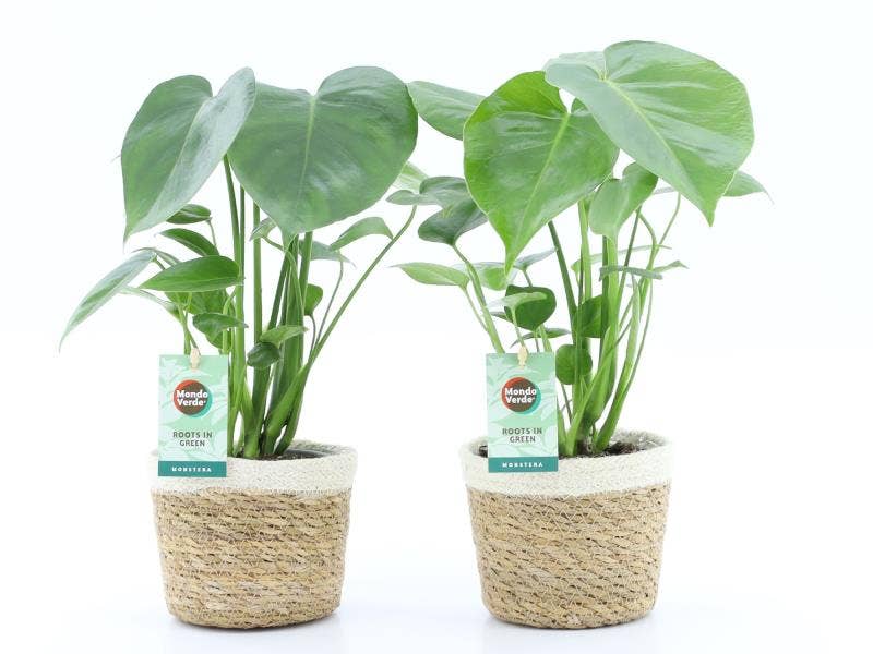 Monstera deliciosa in Noah Korb