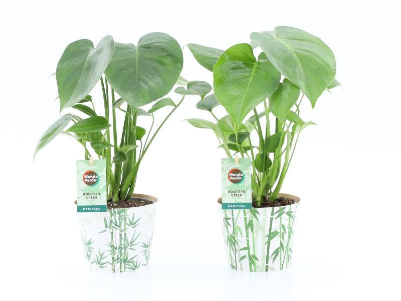 Monstera deliciosa in Potcover