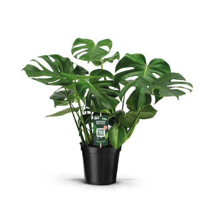Monstera deliciosa (Premium) (Full CC)