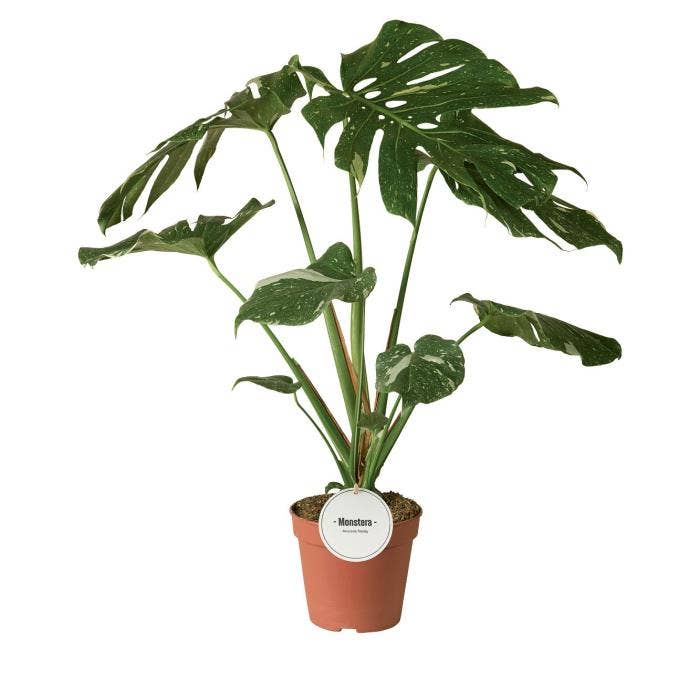 Monstera deliciosa Thai Constellation B-Grade