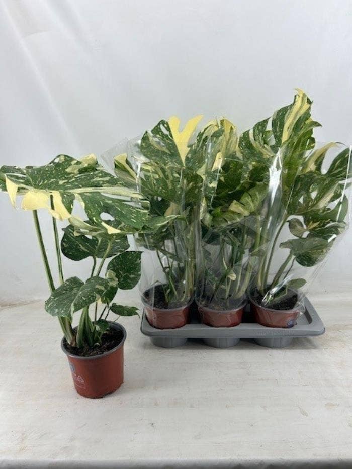 Monstera deliciosa Thai Constellation