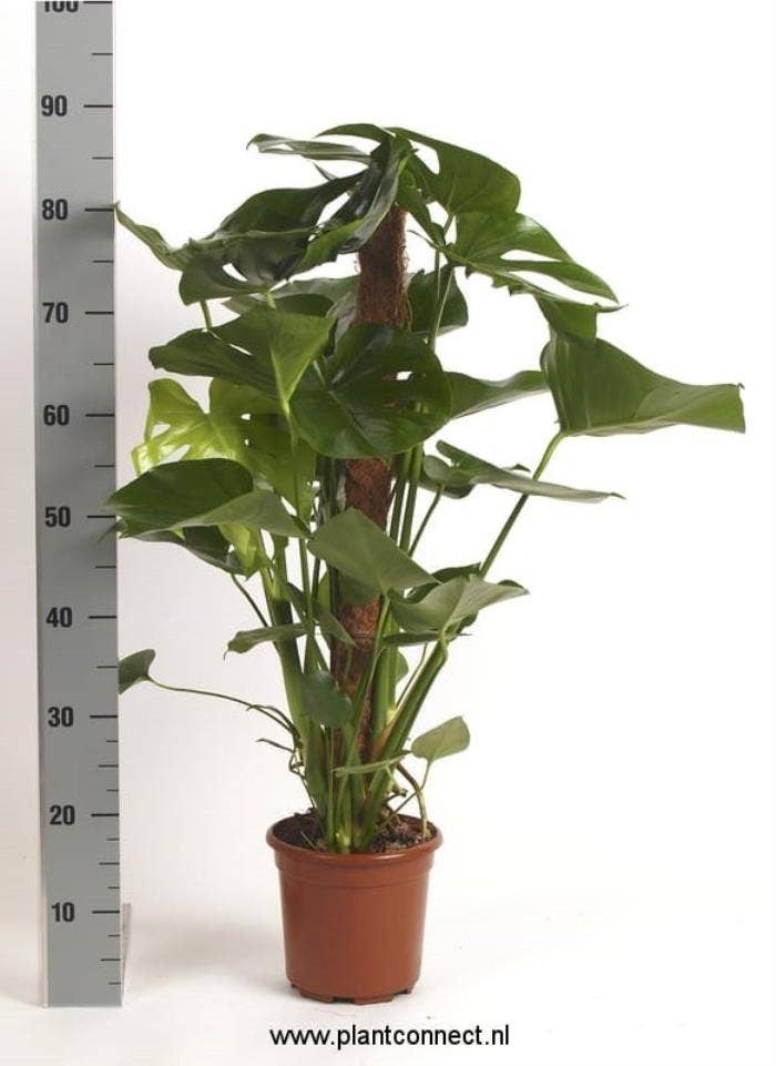 Monstera deliciosa