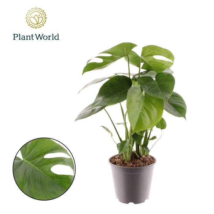 Monstera deliciosa