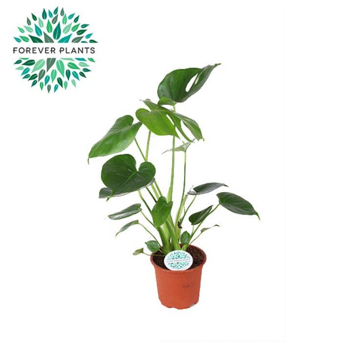 monstera-deliciosa-green-solutions