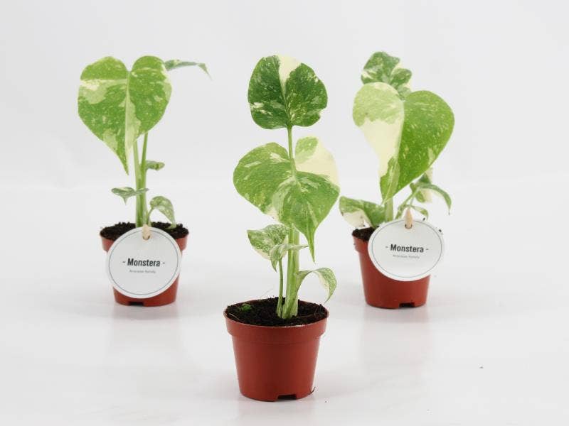 Monstera delisiosa Thai Constellation