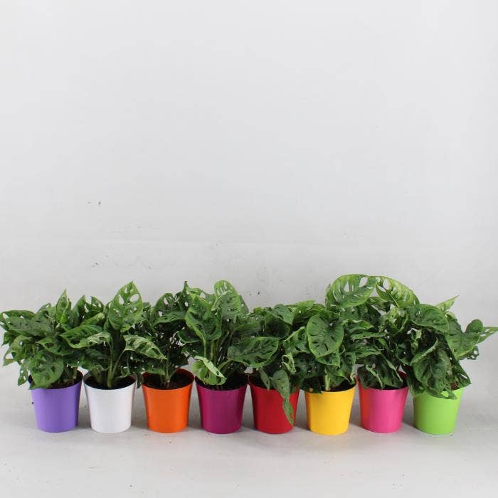 Monstera obl. Monkey Leaf in Linge