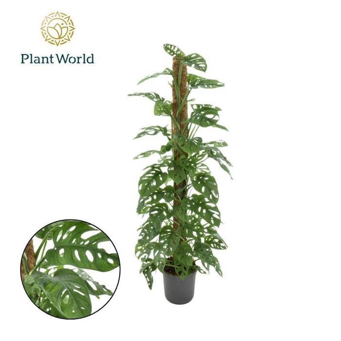 Monstera obl. Monkey Leaf