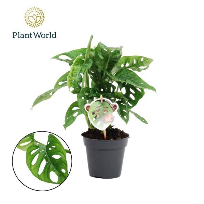 Monstera obliqua Monkey Leaf