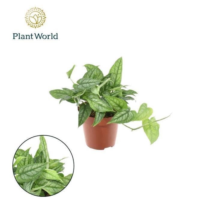 Monstera Siltepecana